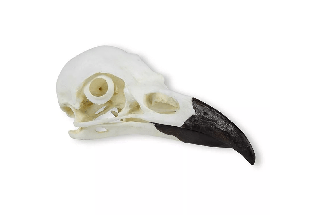 Schädel Kolkrabe - Erler - Zimmer